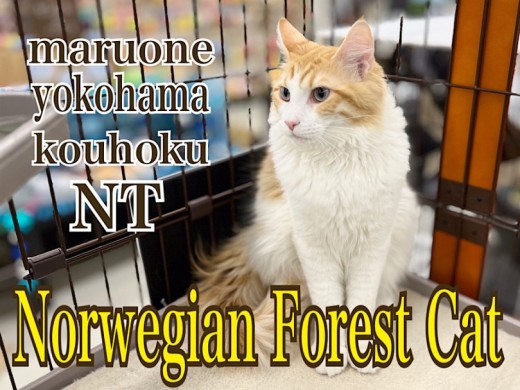 【 ノルウェージャン 】NT店自慢の大型猫種ノルくん7ヶ月4th blog