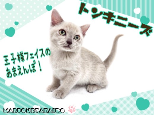 【 トンキニーズ 】激レアキャット!!ギャップ萌え必須の甘えんぼ王子!