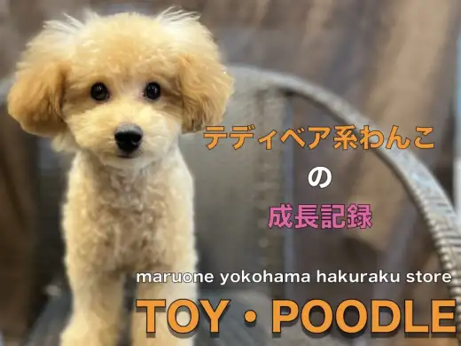 【 トイ・プードル 】トリミングデビュー！小さめテディベアの成長記録
