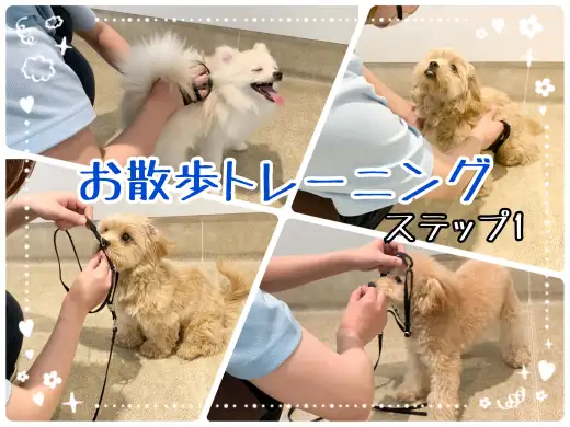 【 お散歩トレーニング 】お散歩デビューに向けて正しいトレーニングを！ステップ1