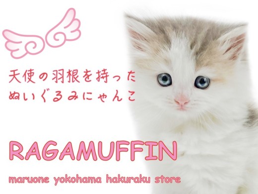 【 ラガマフィン 】天使の羽根にご注目!穏やかで人懐っこいパステル三毛猫