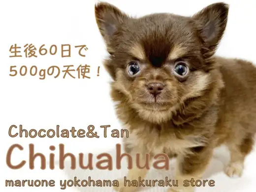 【 チワワ 】生後60日でわずか500g！ずんぐりむっくり体型がたまらない！