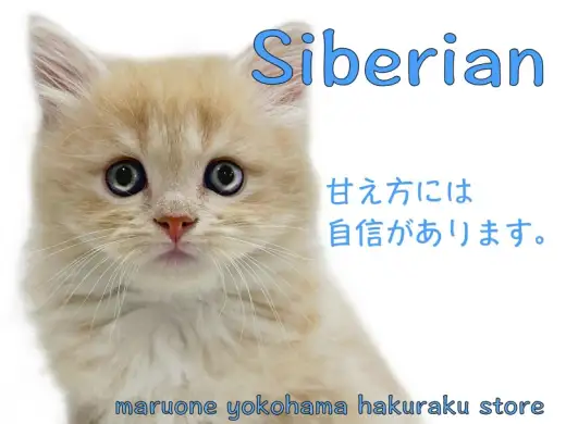【 サイベリアン 】神奈川イチの甘えん坊！？ゴロゴロが止まらない！