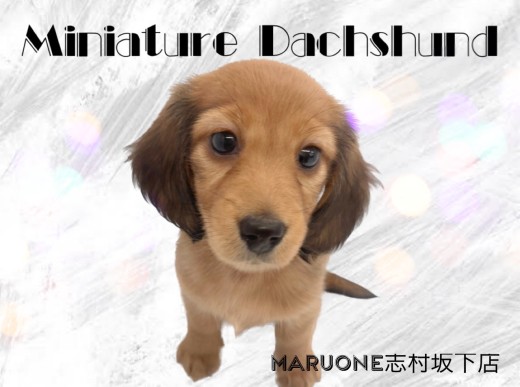 【 ミニチュアダックスフント 】胴長短足の美人降臨！甘える仕草に胸キュン必至！