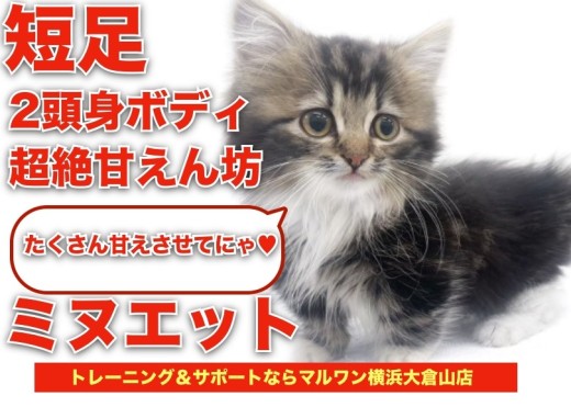 【 ミヌエット 】短足2頭身ボディで超絶甘えん坊な子が横浜に舞い降りた!
