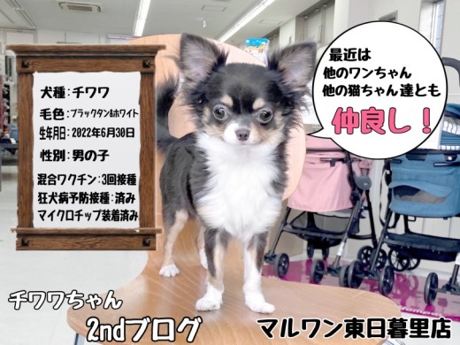 【 チワワ 】益々いい子で素敵な子になったチワワちゃん2ndブログ