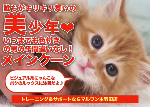 【 メインクーン 】ビジュアル系にゃんこ代表の美少年登場!