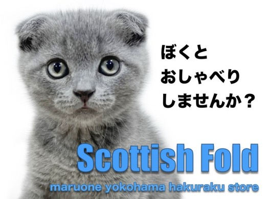 【 スコティッシュフォールド 】おしゃべり大好き!神秘的な雰囲気漂う希少カラー