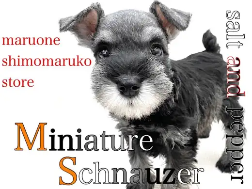 【 ミニチュアシュナウザー 】スタイリッシュな容姿に超甘えん坊な性格の女の子