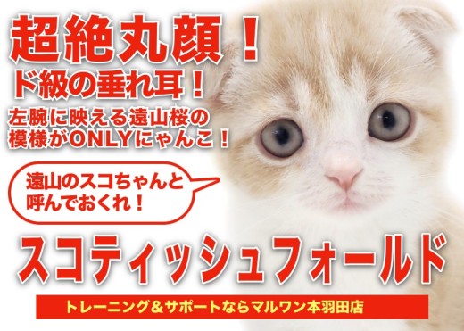 【 スコティッシュフォールド 】とてつもないまんまる感!愛しきたれ耳ベイビー!
