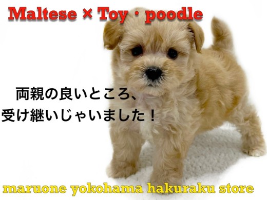 【 MIX 】初心者必見!落ち着きと活発さを兼ね備えたハイブリットMIX犬