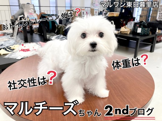 【 マルチーズ 】より可愛くより賢くなった当店自慢のマルチーズちゃん紹介