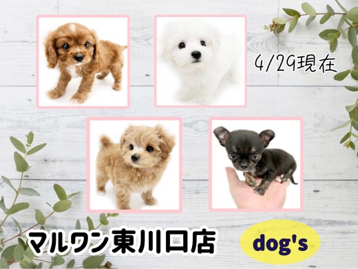 【 4/29版最新子犬情報 】GW！マルワン東川口店の可愛いワンちゃんをご紹介！