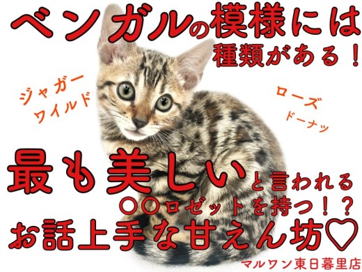 【 ベンガル 】ベンガルの美しいロゼットには種類がある！あなたはどの模様が好き？ | マルワンBLOG | ペットショップ マルワン 小さめ子犬  美形な子猫 初心者安心のサポート