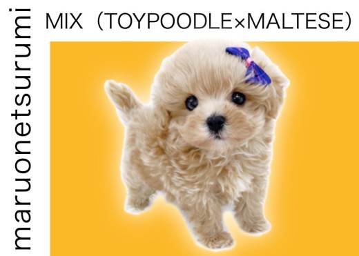 【 MIXマルプー 】マルワンプレミアム!ミニマムサイズの男の子!