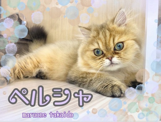 【 ペルシャ 】性格と顔のギャップ萌え!生後6ヵ月を迎えたペルシャちゃんの今