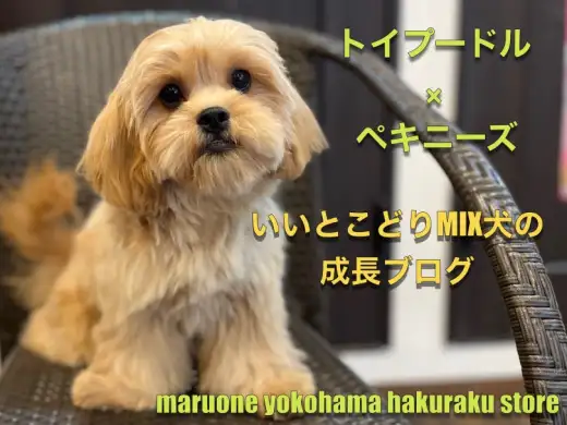 【 MIX 】両親のいいとこ取りしました！人懐っこさ満点のペキプー2ndブログ