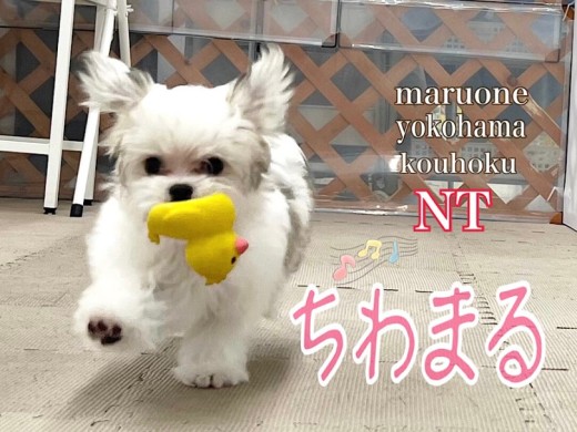 【 MIX 】ちわまるちゃんの生後4ヶ月の今をご紹介