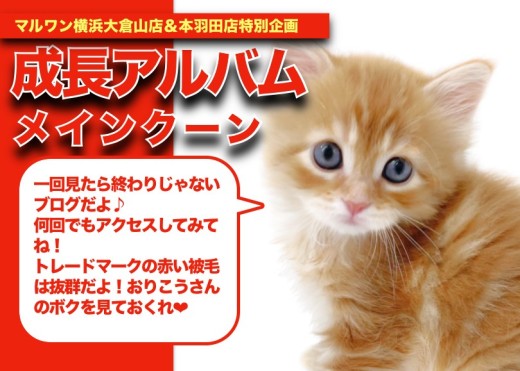 【 メインクーン成長アルバム 】大型猫大好きな方必見!メインクーンちゃんの成長記!