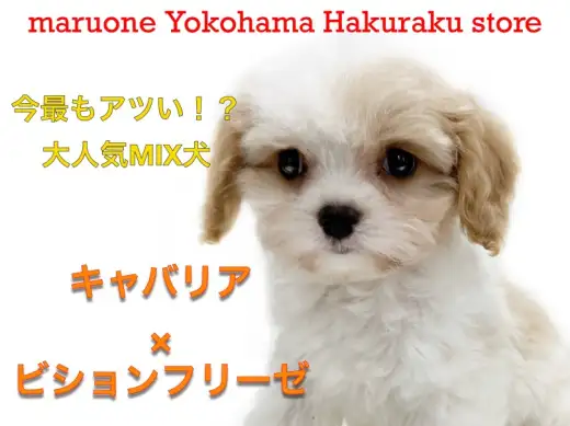 【 MIX 】今大注目のMIX犬キャバション！フレンドリーな性格が大人気！