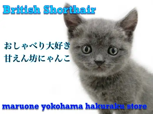 【 ブリティッシュショートヘア 】超がつくほど甘えん坊なおしゃべりにゃんこ