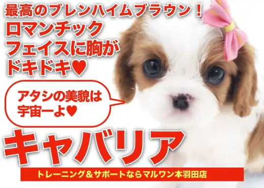 【 キャバリア 】絶世のロマンチックフェイスのブレンハイムキャバちゃん登場！