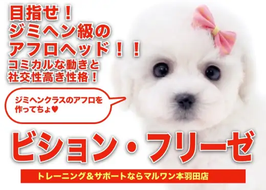 【 ビションフリーゼ 】目指せジミヘンアフロ！ホワイトエンジェルがやってきた！