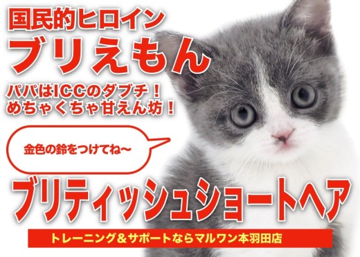 【 ブリティッシュショートヘア 】希少カラーの女の子!ぶりえもん登場!