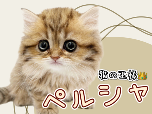 【 ペルシャ 】猫の王様と呼ばれる美しき美貌!ぺちゃ顔天使が舞い降りた!