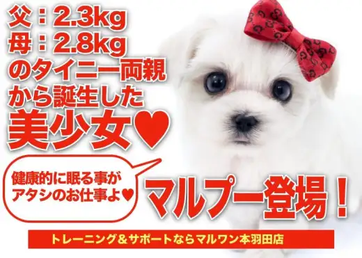 【 マルプー 】父2.3kg・母2.8kgのタイニー家系から誕生したMIXちゃん