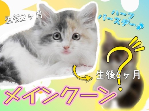 【 メインクーン 】愛され続け迎えた生後半年!素敵なレディへ大変身のメイちゃん