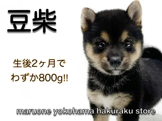 【 豆柴 】生後2ヶ月で体重800g！おもちゃ遊び大好きな大人気黒豆柴