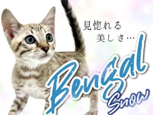 【 ベンガル 】見惚れる美しさ!そのギャップが最大の魅力!!