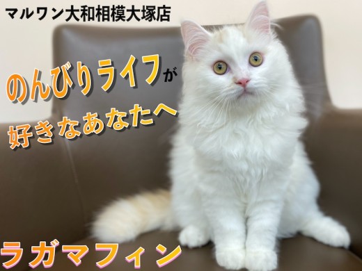 【 ラガマフィン 】猫とのスローライフが夢!というアナタへ最高のパートナー!