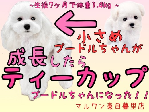 【 トイプードル 】小さめ白プーちゃんの記録〜成長してみたらティーカップでした〜