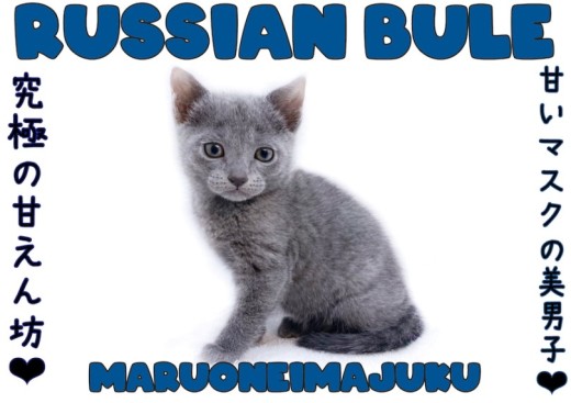 【 ロシアンブルー 】甘えん坊の緊張知らず!究極の癒し系にゃんこがやってきた!