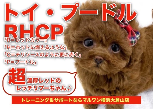 【 トイプードル 】両親タイニーサイズ!育てやすさNO.1の超濃厚ガール!!