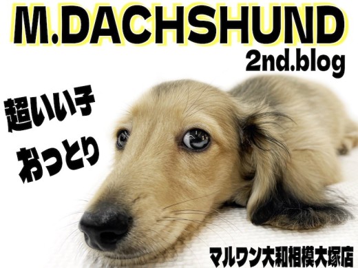 【 ミニチュアダックス 】もうすぐお散歩デビュー!お手入れも大好きな優しい性格!