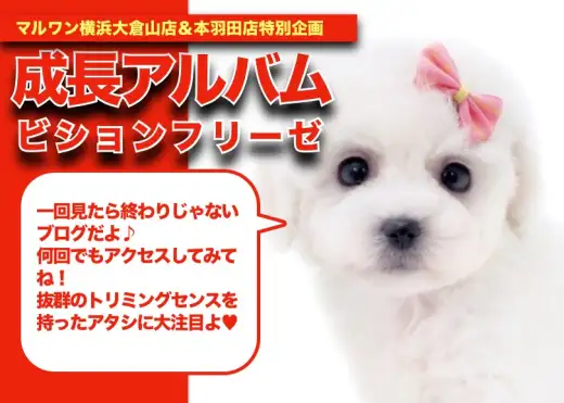 【 ビションフリーゼ成長アルバム 】お手入れセンス抜群の女の子の成長期！