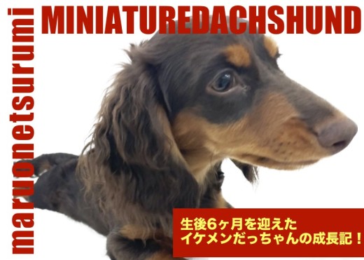 【 ミニチュアダックスフント 】6ヶ月を迎えイケメンに成長中!