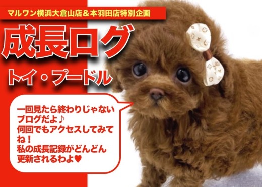 【 トイプーちゃんの成長アルバム 】あざとい可愛い仕草連発トイプーちゃんの成長記!
