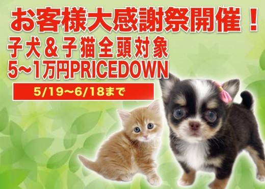 【 お客様大感謝祭 】素敵な新緑の芽生えとともにお手伝い企画がスタート！