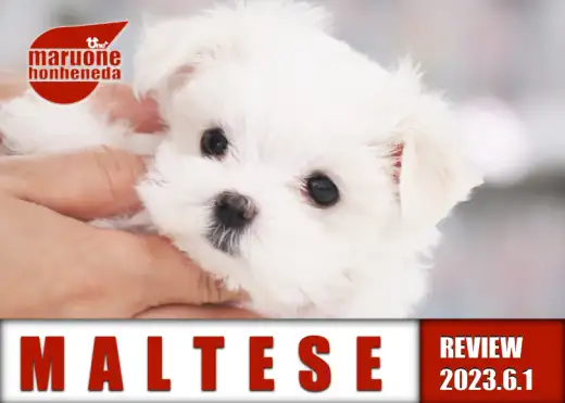 【 マルチーズ 】短足キュートなマルチーズちゃん！シルキープリンセスの登場！
