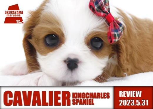 【 キャバリア 】どんな家庭にもマッチ!最も性格の良い犬種とはまさにこの子!