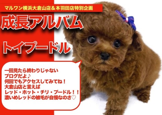 【 トイプーくんの成長アルバム 】濃いレッド・毛量が自慢のトイプーくんの成長記!