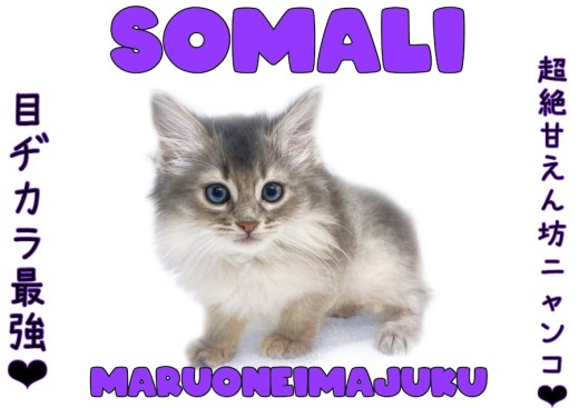 【 ソマリ 】目ヂカラ最強のソマリブルー!初心者必見の甘えん坊代表ニャンコ!