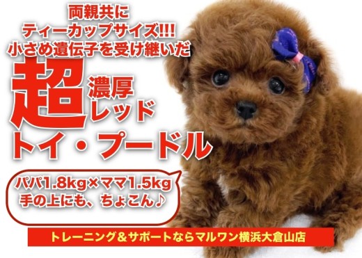 【 トイプードル 】両親ティーカップサイズ!小さめサイズの超濃厚レッドカラー!