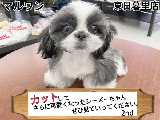 【 シーズー 】カットしてさらに可愛くなったシーズーちゃん