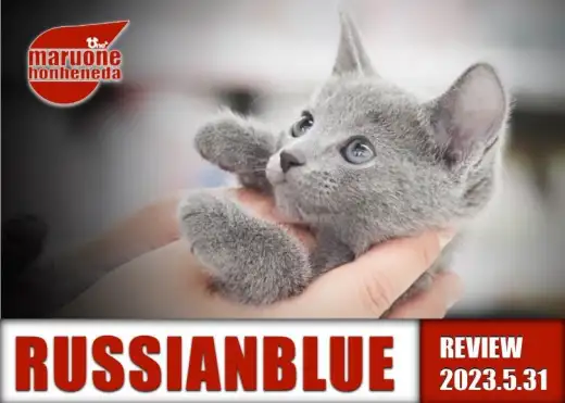 【 ロシアンブルー  女の子 】ブルーベルベットを身に纏う高貴なお姫様登場!!