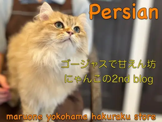 【 ペルシャ 】貫禄溢れる猫界の女王様！黄金の被毛を持つペルにゃんの成長記録